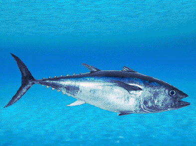 爱吃鱼的朋友注意：6种鱼少吃，重金属含量可能超标